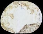 Cut and Polished Lower Jurassic Ammonite - England #62576-1